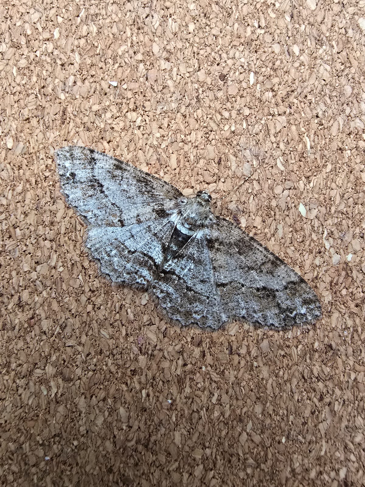 Square Spot - 1st May 2025 - Cromford Moor - Clive Ashton - (2nd VC57 record)