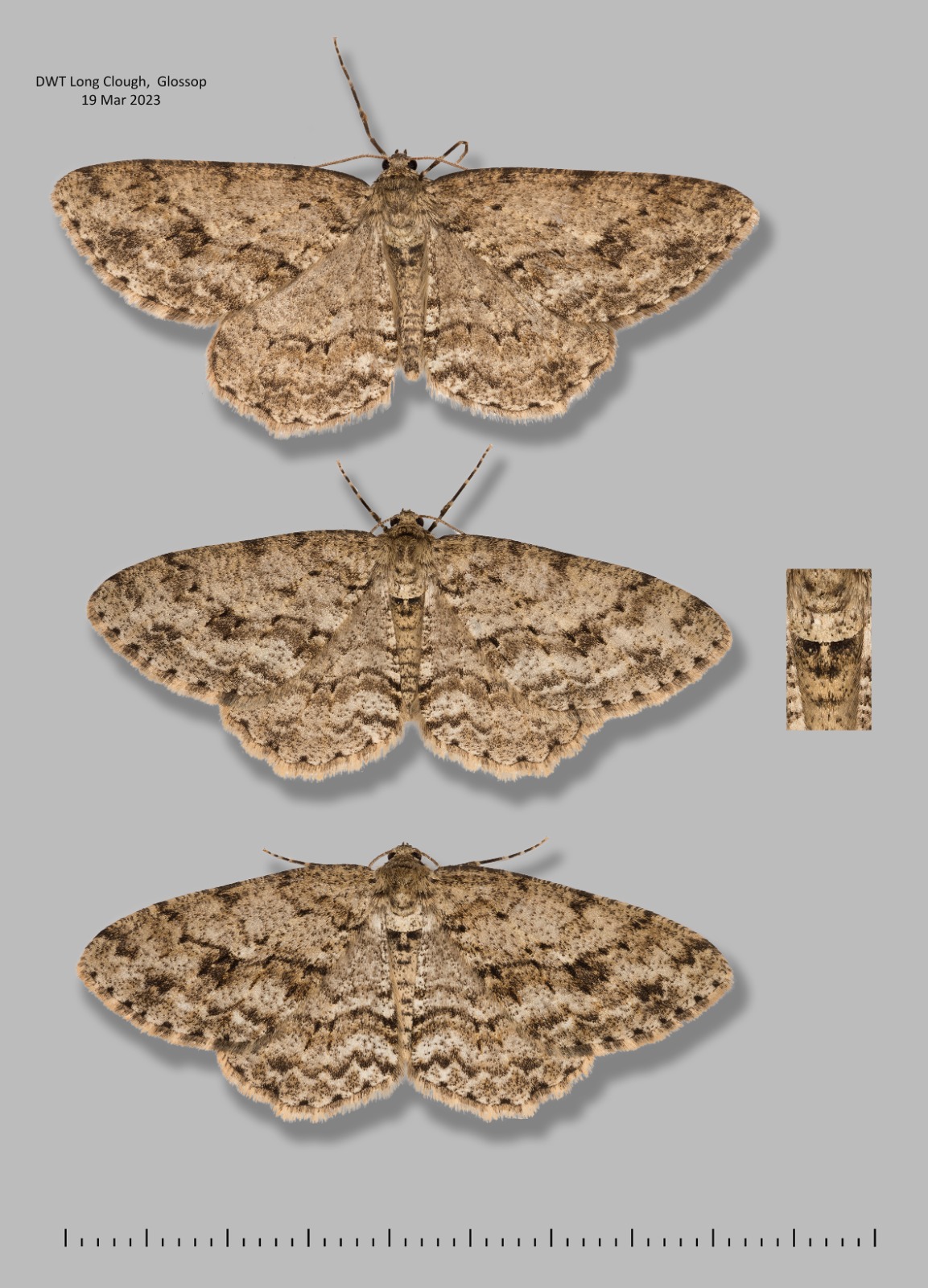 Engrailed - 19th March 2023 - Glossop - Christian Heintzen