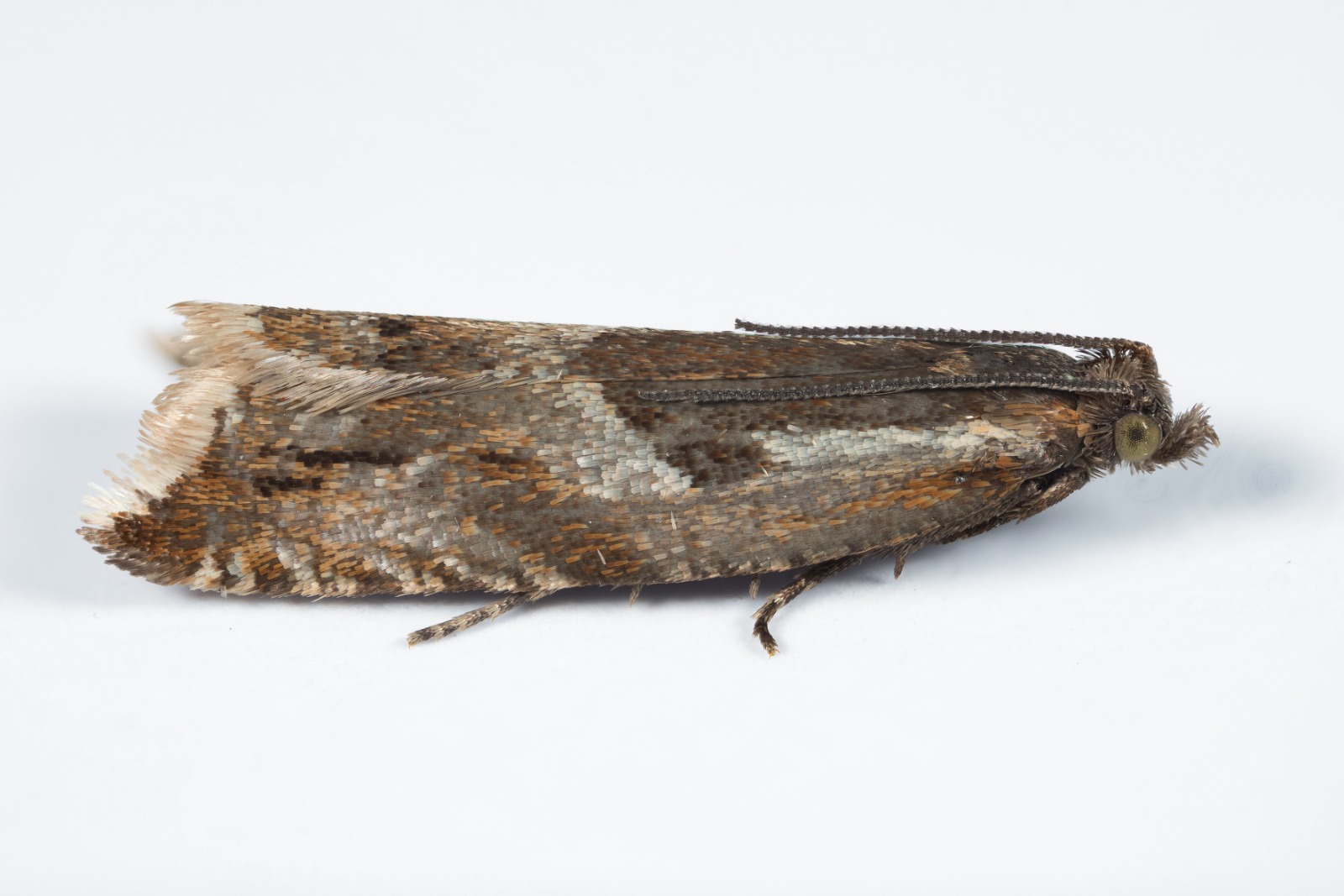 Ancylis myrtillana - 2nd May 2025- Glossop - Christian Heintzen