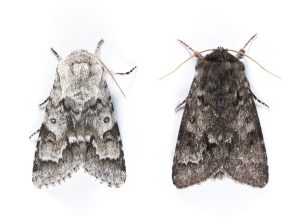 Light Knot-grass - 3rd May 2025 - Glossop - Christian Heintzen©