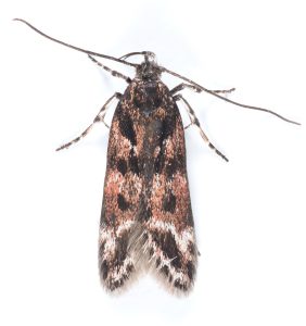 Prolita sexpunctella - 6th May 2025 - Bray Clough - Christian Heintzen