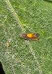 49.320 BF1274 – Orange-spot Daisy Moth (Dichrorampha alpinana)