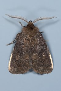 Brown Rustic - 23/24th May 2025 - Glossop - Christian Heintzen©
