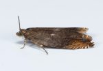 49.206 BF1121 – Southern Hook-wing (Ancylis upupana)