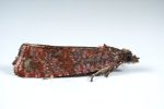 49.178 BF1070 – Cowberry Marble (Stictea mygindiana)