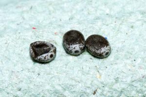 December Moth eggs - Allestree - Stephen Plant