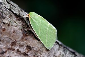 Scarce Silver-lines - 16th June 2025 - Chaddesden - Martin Roome