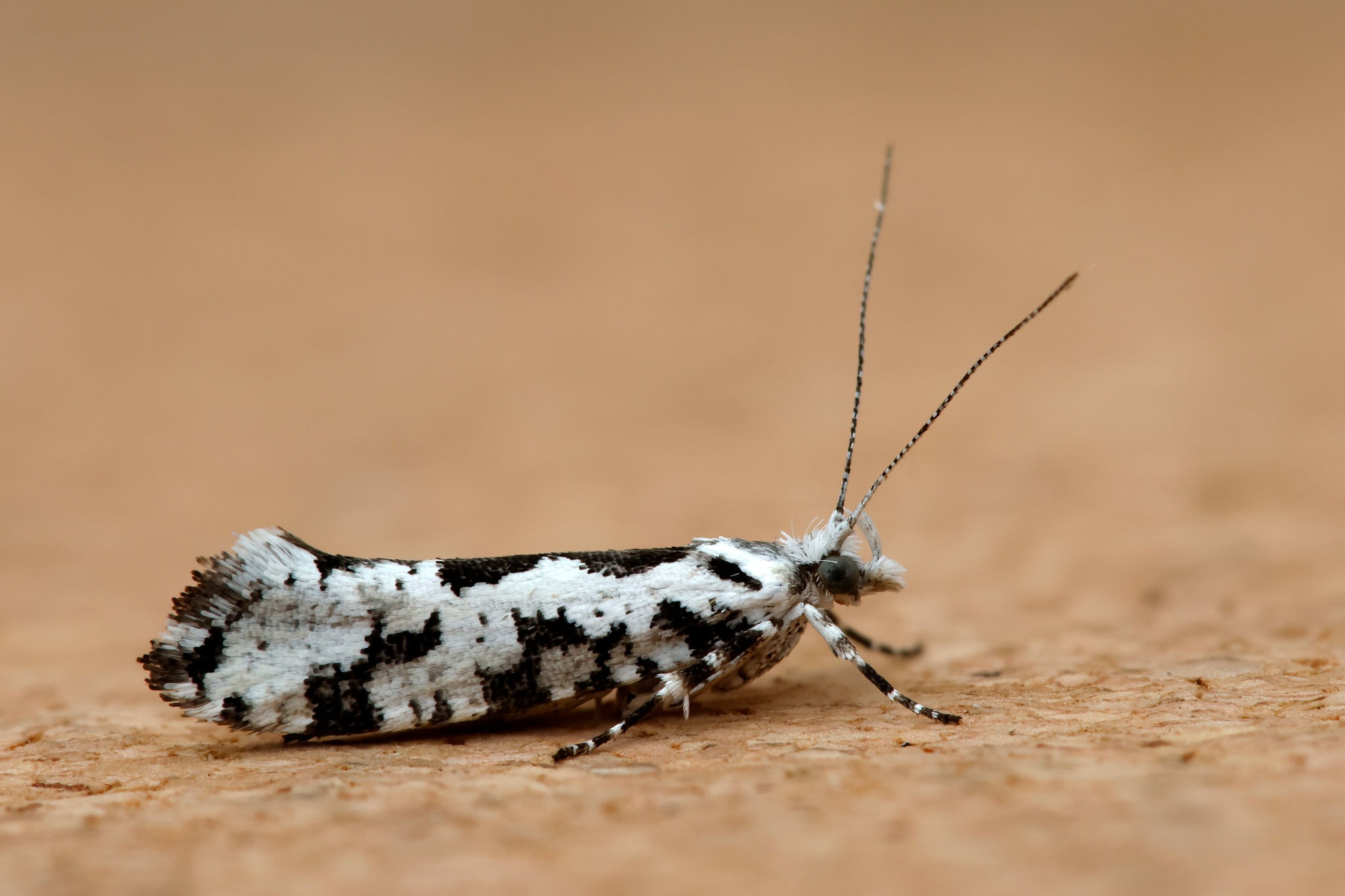 Ypsolopha sequella - 28th June 2025 - Chaddesden - Martin Roome