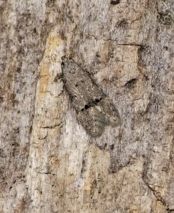 Teleiodes vulgella - 6th June 2025 - Cromford - Clive Ashton
