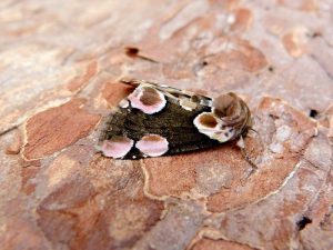 Peach Blossom - 11/6/2025 - Belper - Dave Evans
