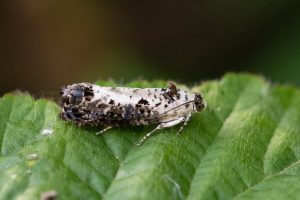 Hedya salicella - 10th June 2025 - Willington Wetlands - Neil Loverock