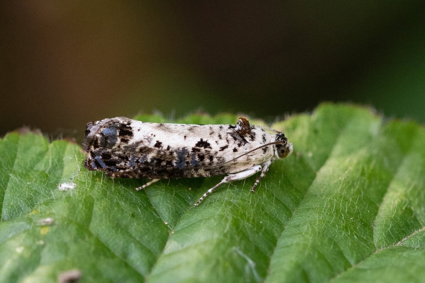 Hedya salicella - 10th June 2025 - Willington Wetlands - Neil Loverock