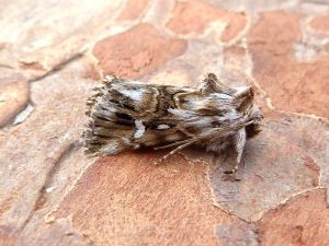 Toadflax Brocade - 11/6/2025 - Belper - Dave Evans