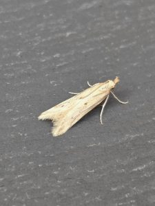 Metzneria lappella - 10th June 2025 - Cromford - Clive Ashton©