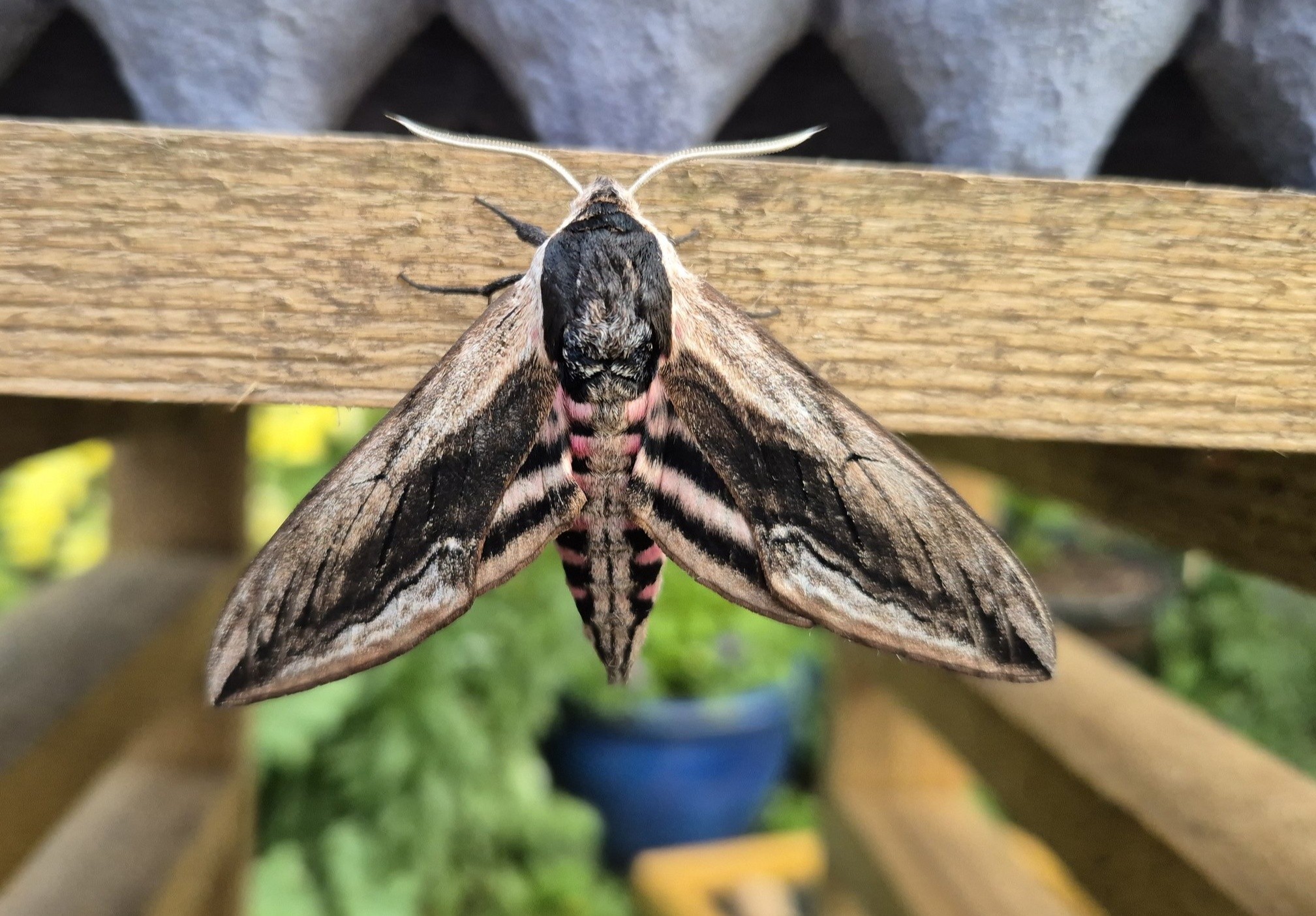 Privet Hawk-moth - 12th June 2025 - Sandiacre - Emily Milnes