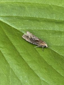 Eucosma hohenwartiana 15th June 2025 - Cromford - Clive Ashton