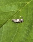 49.244 BF1132 – Pale Willow Tortrix (Epinotia subocellana)