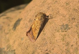 Bordered Sallow - 17th June 2025 - Sandiacre - Emily Milnes