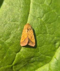 Bordered Sallow - 17th June 2025 - Sandiacre - Emily Milnes