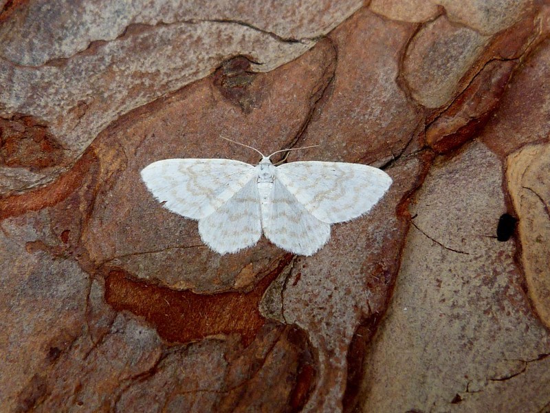 Cream Wave - 16th June 2025 - Belper - Dave Evans