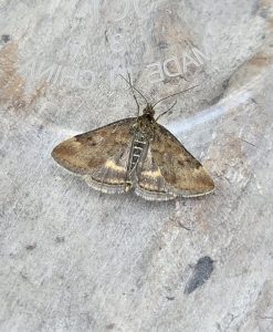 Pyrausta despicata - 18th June 2025 - Gang Mine - Clive Ashton