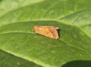 Bordered Sallow - 17th June 2025 - Sandiacre - Emily Milnes