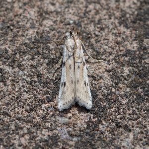 Phycitodes binaevella - 17th June 2025 - Chaddesden - Neil Loverock