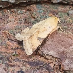 Bordered Straw - 18th June 2025 - Belper - Dave Newcombe