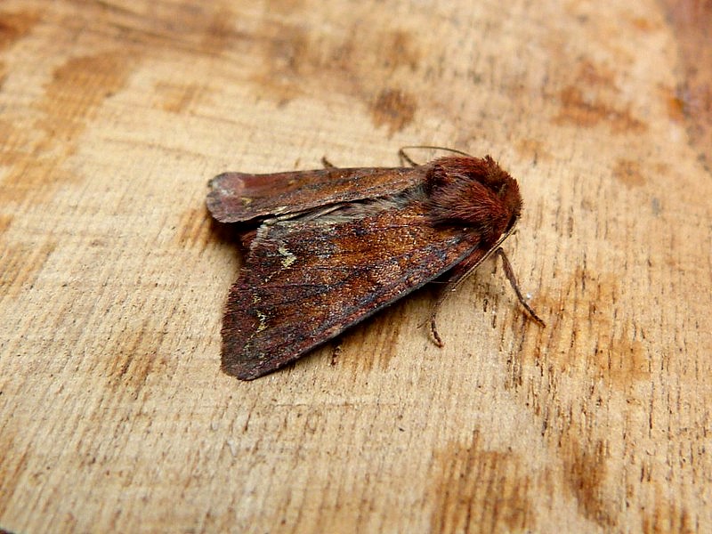 Broom Moth - June 2025 - Belper - Dave Evans