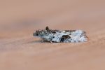 49.148 BF1091 – Scarce Willow Marble (Apotomis lineana)