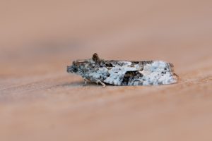Apotomis lineana - 29th June 2025 - Chaddesden, Derby - Neil Loverock