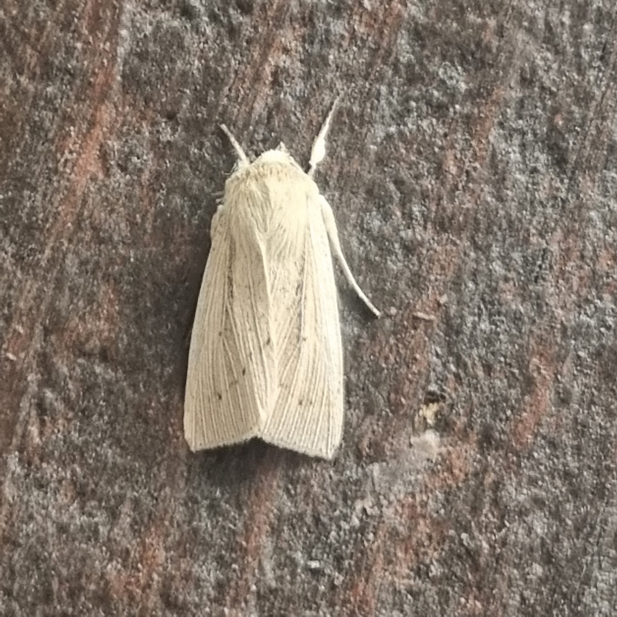 Southern Wainscot - 29th June 2025 - Belper - Dave Newcombe