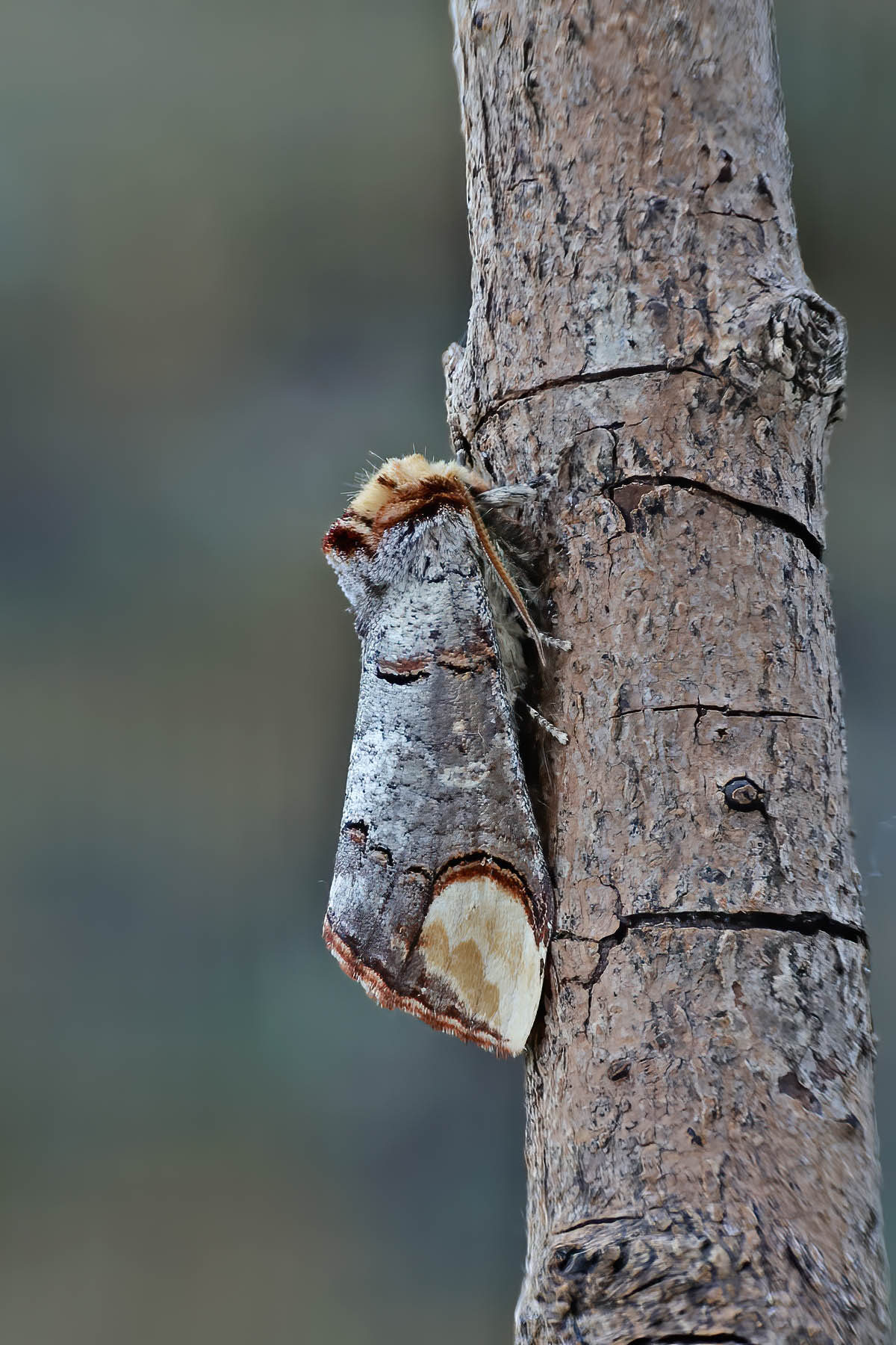 Buff-tip - 15th June 2025 - Melbourne - Tony Davison