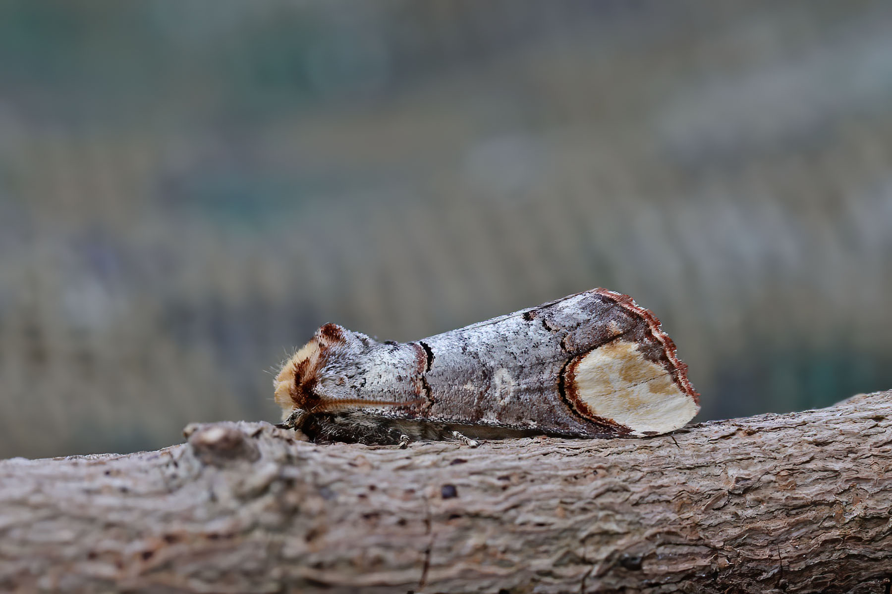 Buff-tip - 15th June 2025 - Melbourne - Tony Davison
