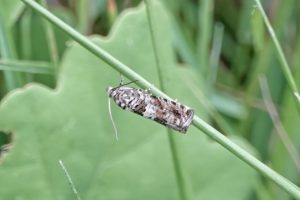 Epiblema costipunctana - 29th June 2025 - Norton Lees - Pete Mella