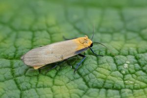 Four-spotted Footman - 13/06/2025 - Findern - Brian Hallam - photo by Tony Davison