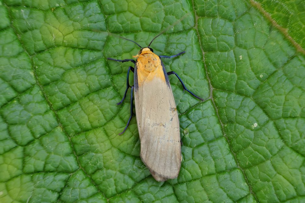 Four-spotted Footman - 13/06/2025 - Findern - Brian Hallam