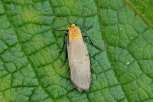 Four-spotted Footman - 13/06/2025 - Findern - Brian Hallam