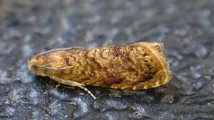 Grapholita lobarzewskii - 21st June 2025 - 1st VC57 record - Norton Lees - Pete Mella