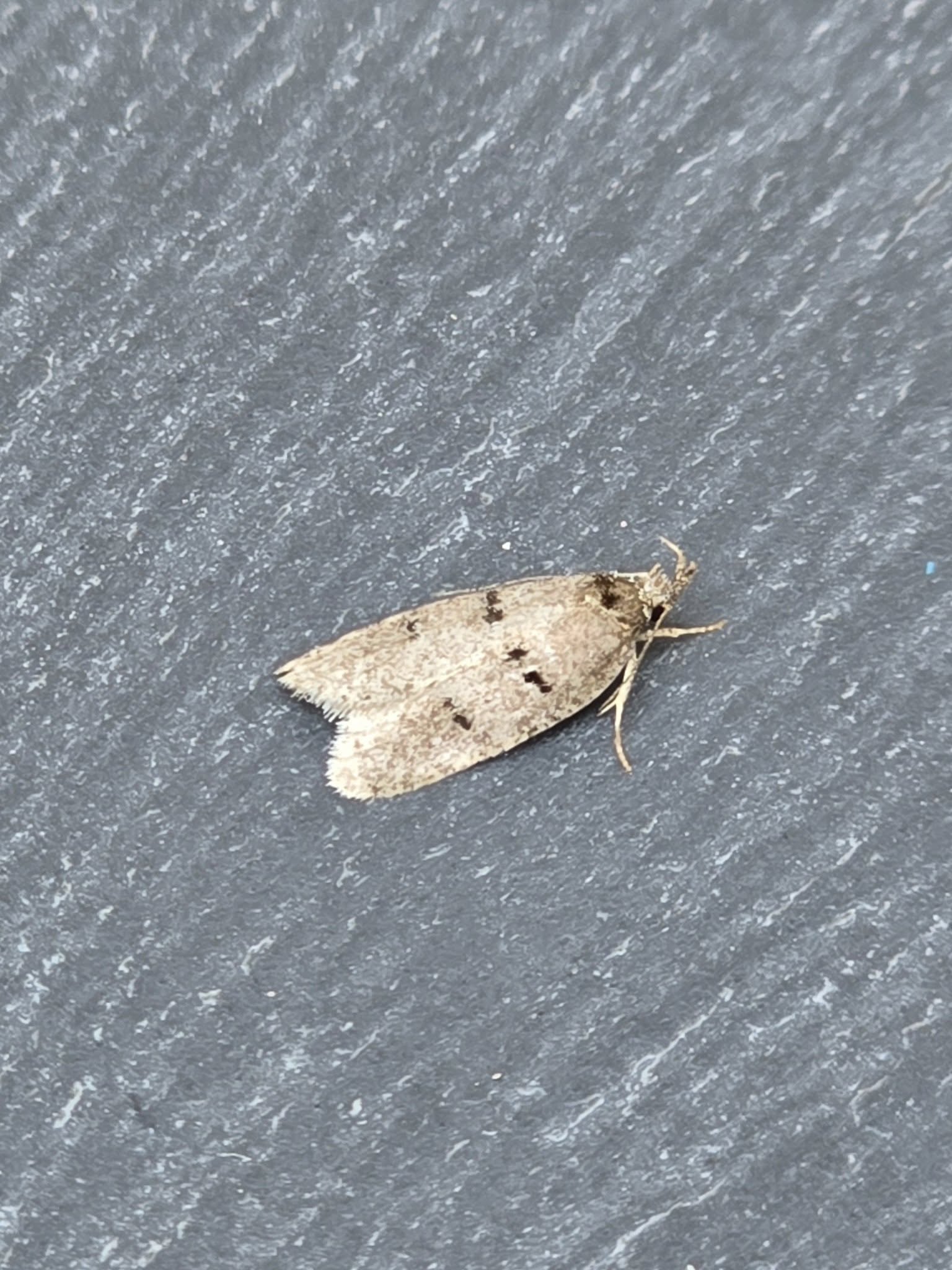 Luquetia-lobella- 12th June 2025 - Cromford-Clive-Ashton.