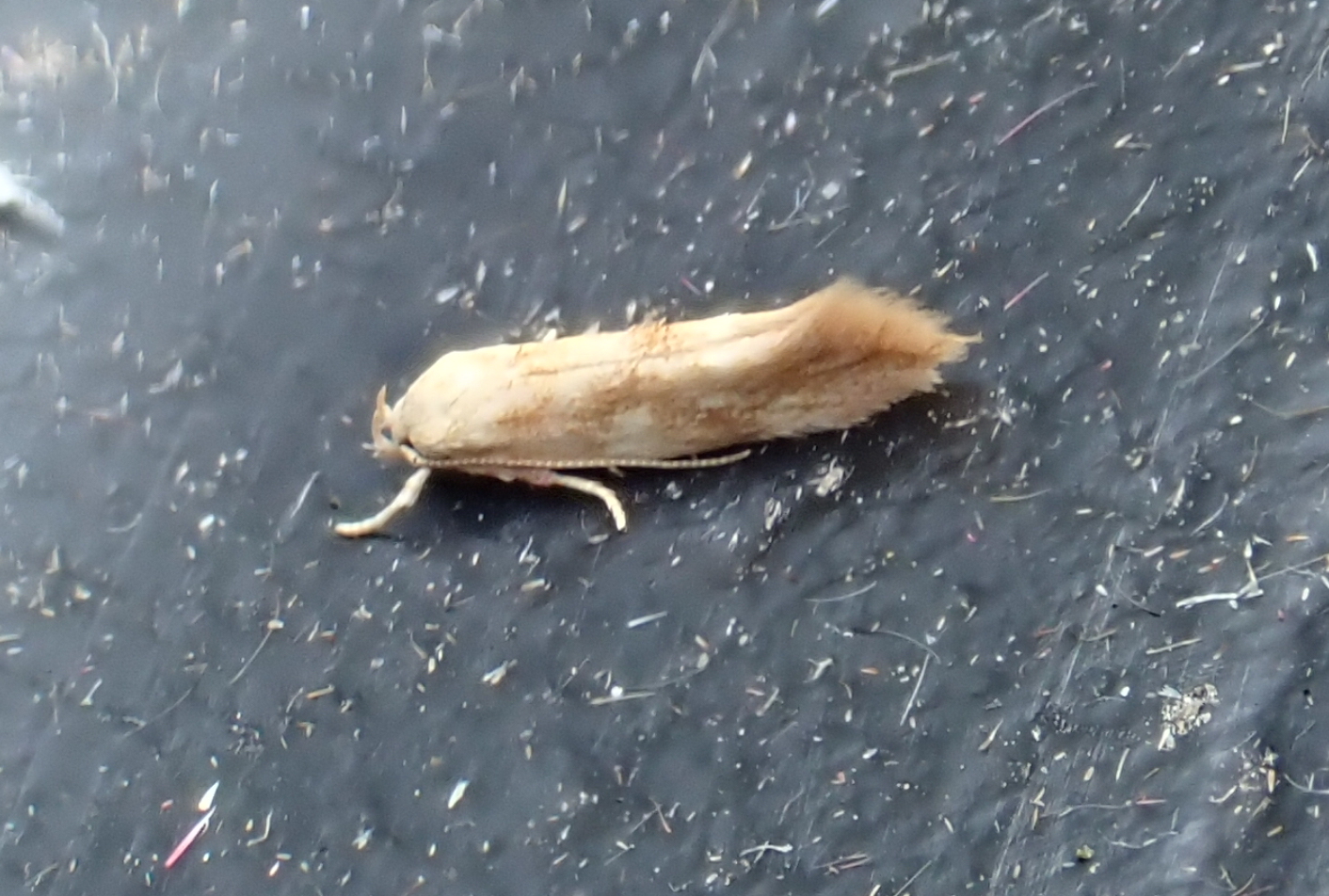 Mompha-ochraceella-13th-June-2025-Buxton-Steve-Orridge