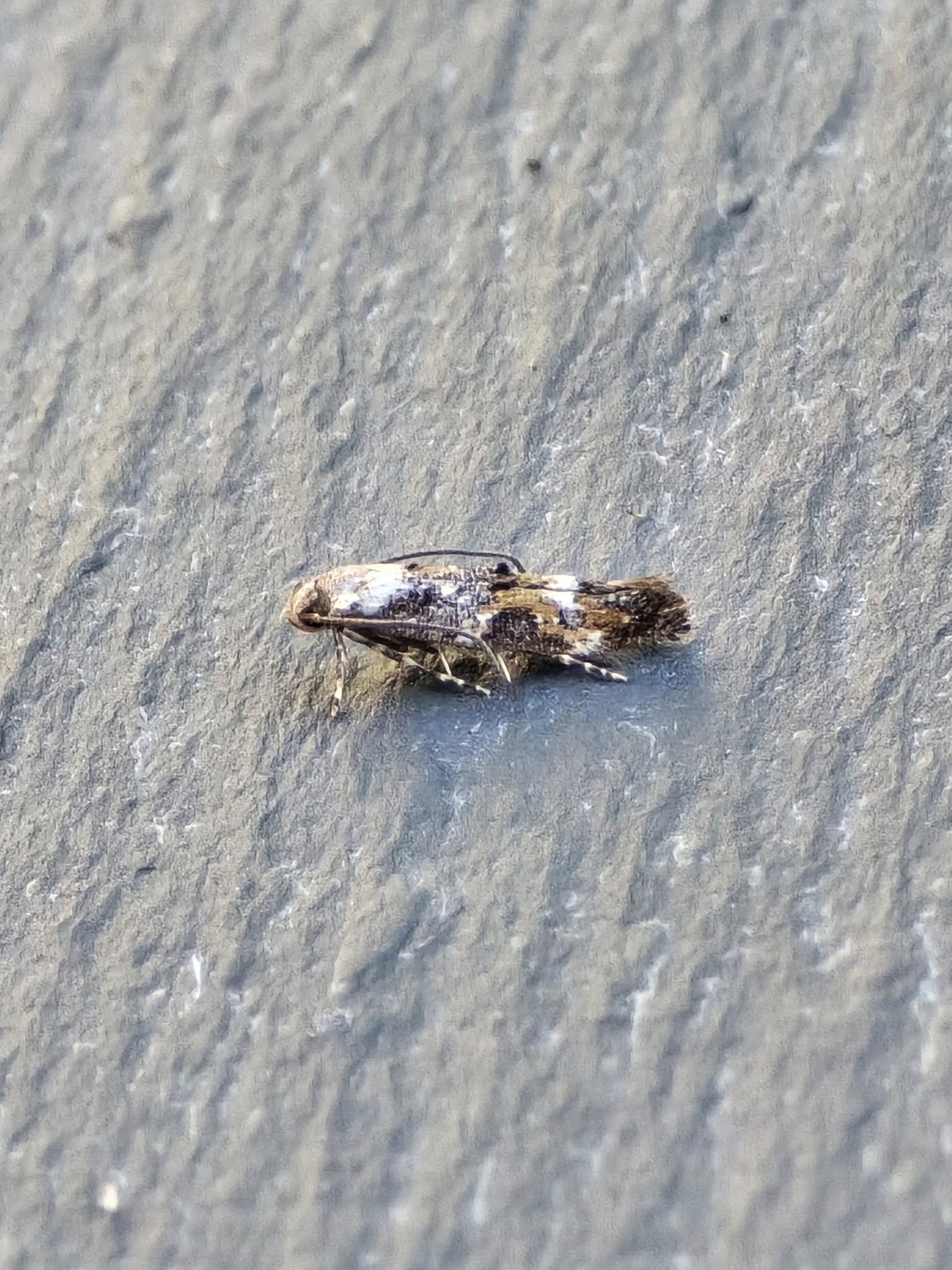 Mompha-propinquella- 17th June 2025 -Cromford-Clive-Ashton