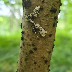Nemapogon clematella- Larval frass - 18th May 2025 - Pleasley - Nicholas Brownley