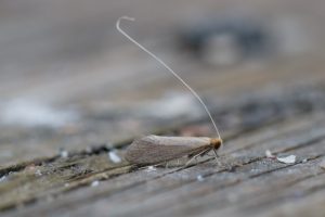 Nematopogon-schwarziellus - 12th May 2024 -Kings-Newton-Will-Soar