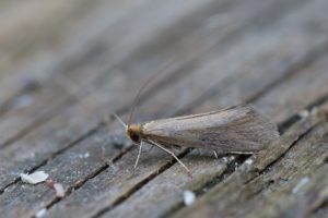 Nematopogon-schwarziellus - 12th May 2024 -Kings-Newton-Will-Soar