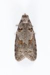 49.047 BF1030 – Bluebell Moth (Eana incanana)