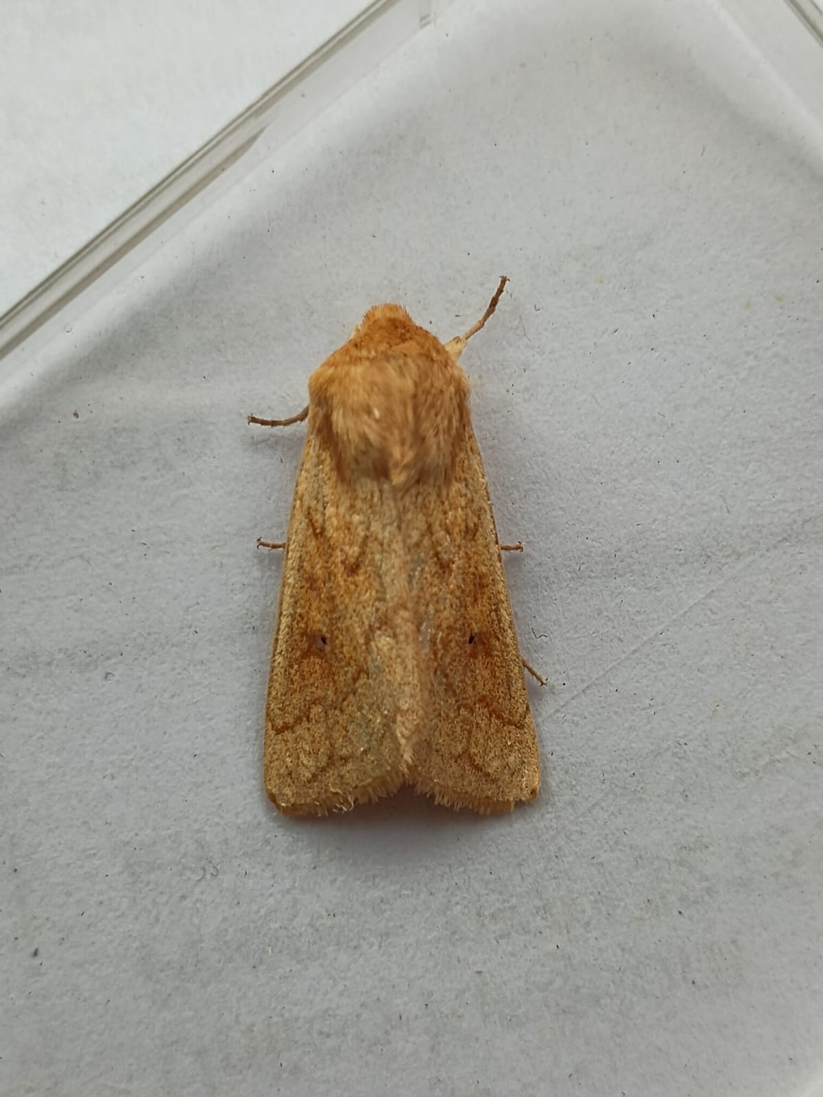 Delicate - 24th June 2025 - Birch Vale - Jane Hewitt