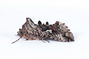 Scarce Silver Y - 24th June 2025 - Glossop - Christian Heintzen