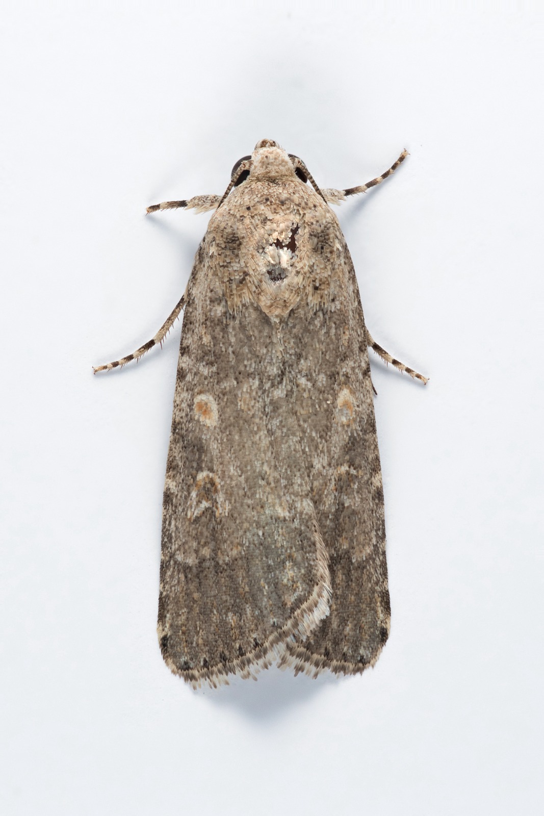 Small Mottled Willow - 28th June 2025 - Gnat Hole, Glossop - Christian Heintzen