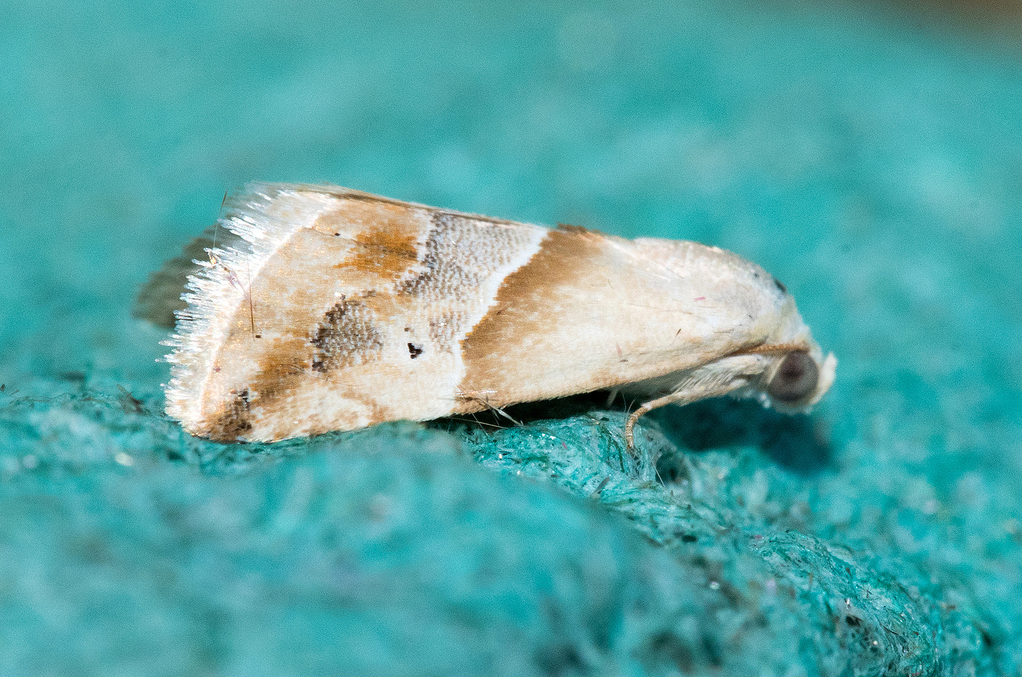 Small marbled - 29th June 2025 - Allestree - Stephen Plant